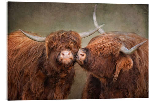 Acrylic print Kiss me - Highland cattle