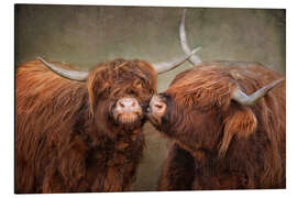 Tableau en aluminium Kiss me - Highland cattle