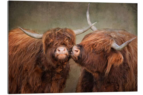 Galleriprint Kiss me - Highland cattle