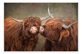 Poster  Kiss me - Highland cattle - Claudia Moeckel