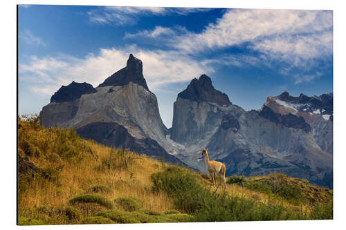 Aluminium print Guanaco in Torres del Paine National Park