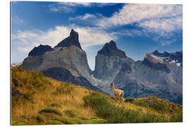 Gallery Print Guanaco im Nationalpark Torres del Paine