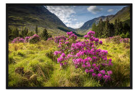 Gerahmter Kunstdruck Wilder Rhododendron in den Highlands