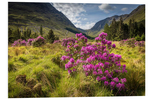 Hartschaumbild Wilder Rhododendron in den Highlands