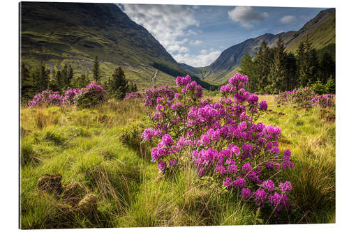 Gallery print Wild rhododendron in the highlands