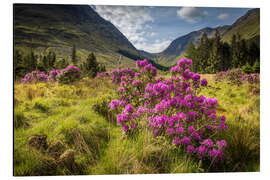Magnettafel Wilder Rhododendron in den Highlands
