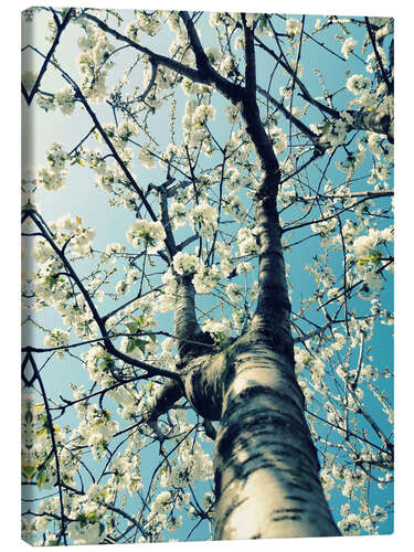 Obraz na płótnie Under the Cherry Tree