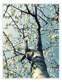 Poster Unter dem Kirschbaum
