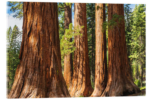 Akrylglastavla Giant sequoia trees in Yosemite National Park, USA