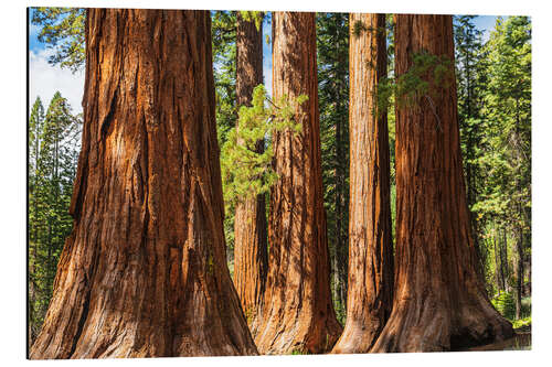 Alumiinitaulu Giant sequoia trees in Yosemite National Park, USA