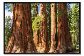 Gerahmter Kunstdruck Riesenmammutbäume im Yosemite Nationalpark, USA