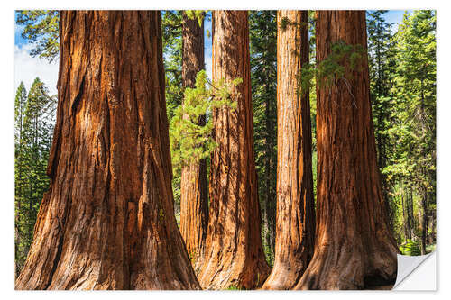 Sticker mural Arbres de séquoias géants dans le parc national de Yosemite, USA