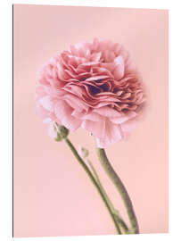 Gallery print Pink Buttercup