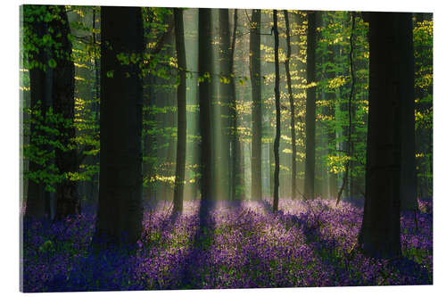 Acrylic print Perfect spring forest scene