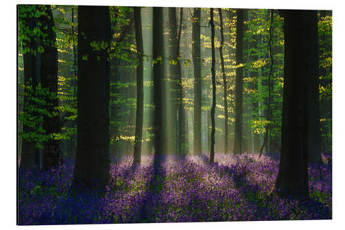 Tableau en aluminium Perfect spring forest scene