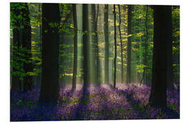 Tableau en PVC Perfect spring forest scene