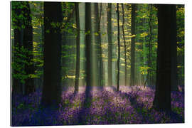 Cuadro de plexi-alu Perfect spring forest scene