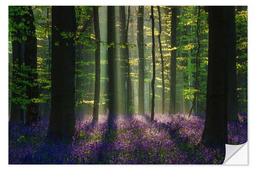 Sisustustarra Perfect spring forest scene