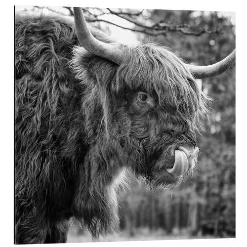 Aluminium print Funny highland cattle