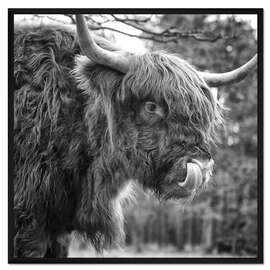 Gerahmter Kunstdruck Witziges Hochlandrind