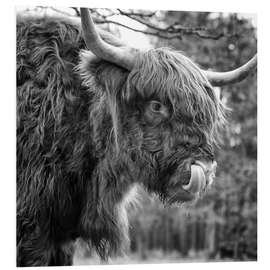 Foam board print Funny highland cattle