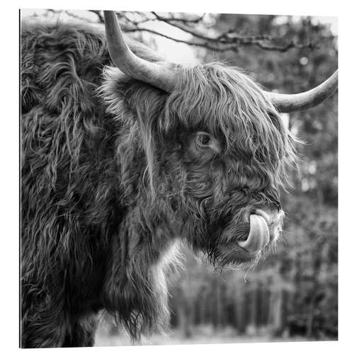 Gallery print Funny highland cattle