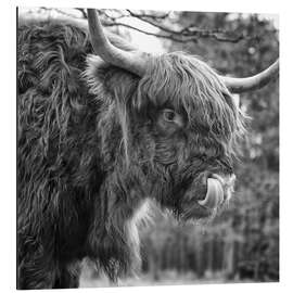 Magnettafel Witziges Hochlandrind