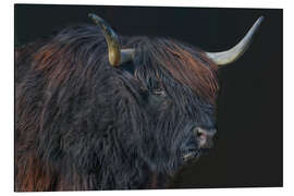 Aluminium print The black and red highlander