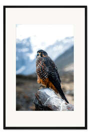 Gerahmter Kunstdruck Falke