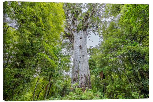 Canvastavla Tane Mahuta, giant Kauri tree
