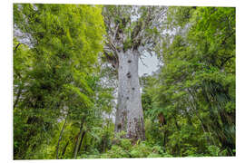 Foam board print Tane Mahuta, giant Kauri tree