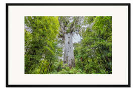 Gerahmter Kunstdruck Tane Mahuta, Kauri Riesenbaum