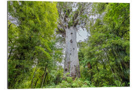 Quadro em plexi-alumínio Tane Mahuta, árvore Kauri gigante