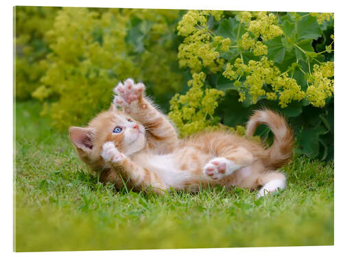 Acrylic print Playful kitten in the garden