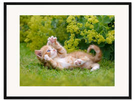 Gerahmter Kunstdruck Verspieltes Katzenkind im Garten