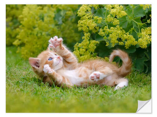 Vinilo para la pared Gatito juguetón en el jardín