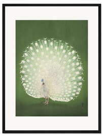 Gerahmter Kunstdruck Weißer Pfau