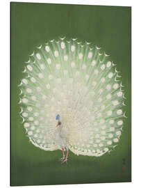 Magnettafel Weißer Pfau