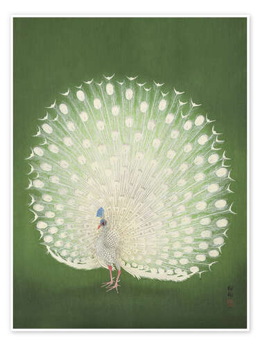 Poster White peacock