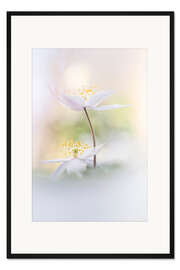 Gerahmter Kunstdruck Schöne Holzanemonen
