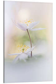 Magnettafel Schöne Holzanemonen