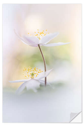 Muursticker Lovely Wood Anemones