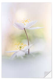 Wall sticker Lovely Wood Anemones