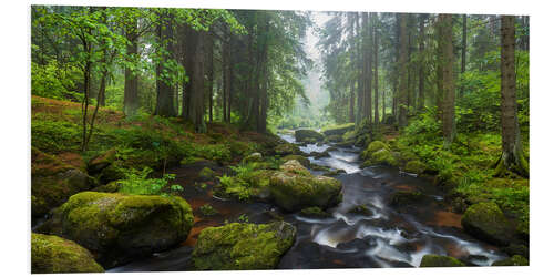 Foam board print Silent forest