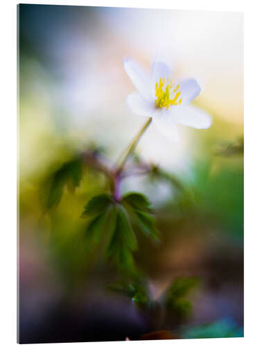 Akrylbilde Wood anemone, Anemonoides nemorosa