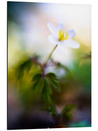 Aluminiumsbilde Wood anemone, Anemonoides nemorosa