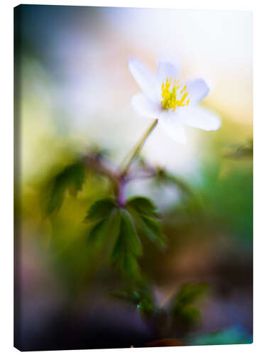 Canvas print Wood anemone, Anemonoides nemorosa