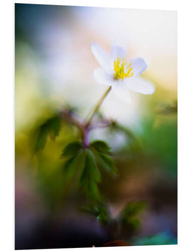 PVC print Wood anemone, Anemonoides nemorosa