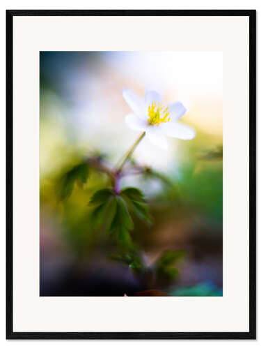 Kehystetty taidepainatus Wood anemone, Anemonoides nemorosa