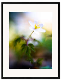 Kehystetty taidepainatus Wood anemone, Anemonoides nemorosa